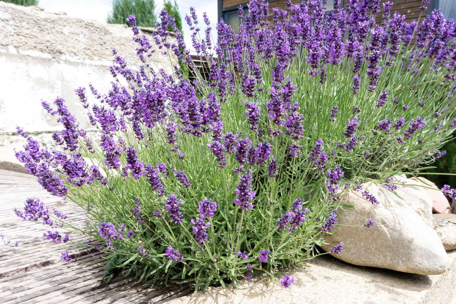 Echter Lavendel: Die 25 besten Lavendelsorten - Plantura