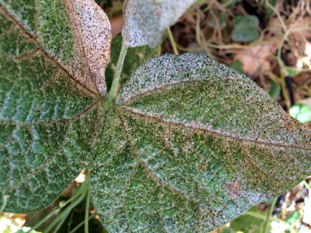 gelben silbrig-grauen Sprenkelungen an Blatt thrips symptom
