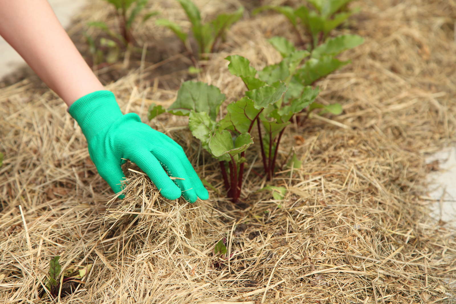 Rote Beete anbauen Tipps vom Experten Plantura Rote Beete anbauen Tipps vom Experten Plantura