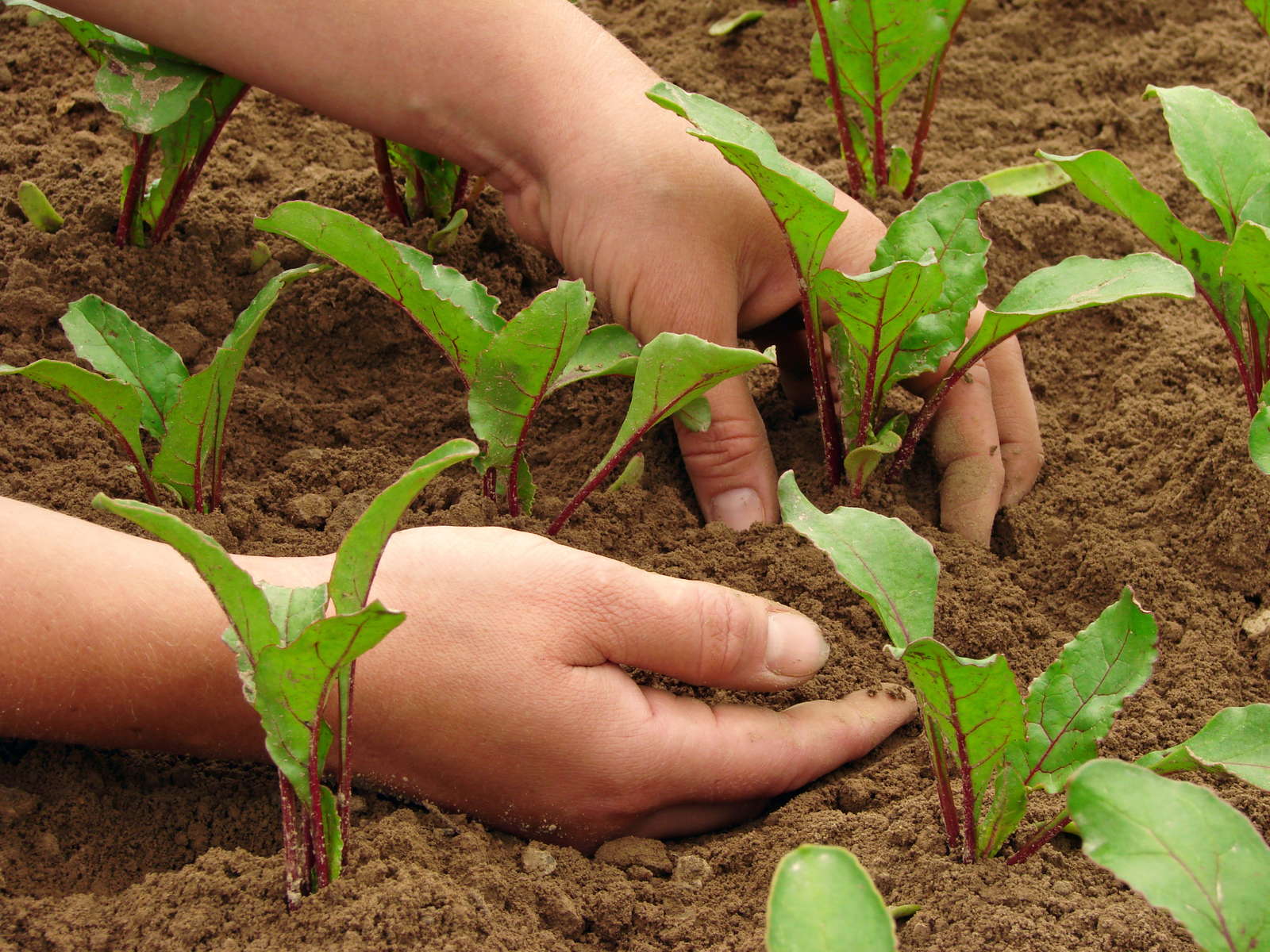 Rote Beete anbauen Tipps vom Experten Plantura