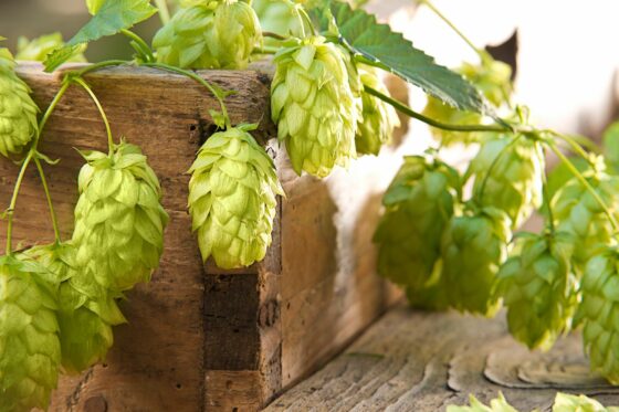 Hopfen: Die Pflanze des Bieres selbst anbauen