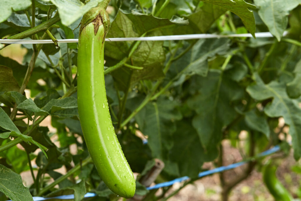 Längliche Aubergine