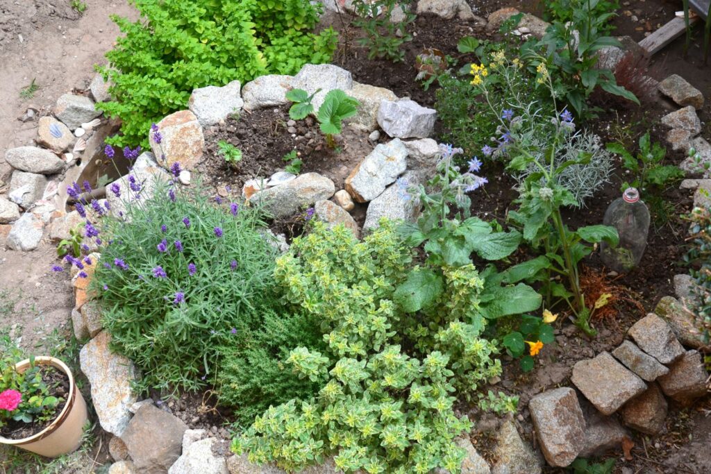 Lavendel neben mediterranen Kräutern