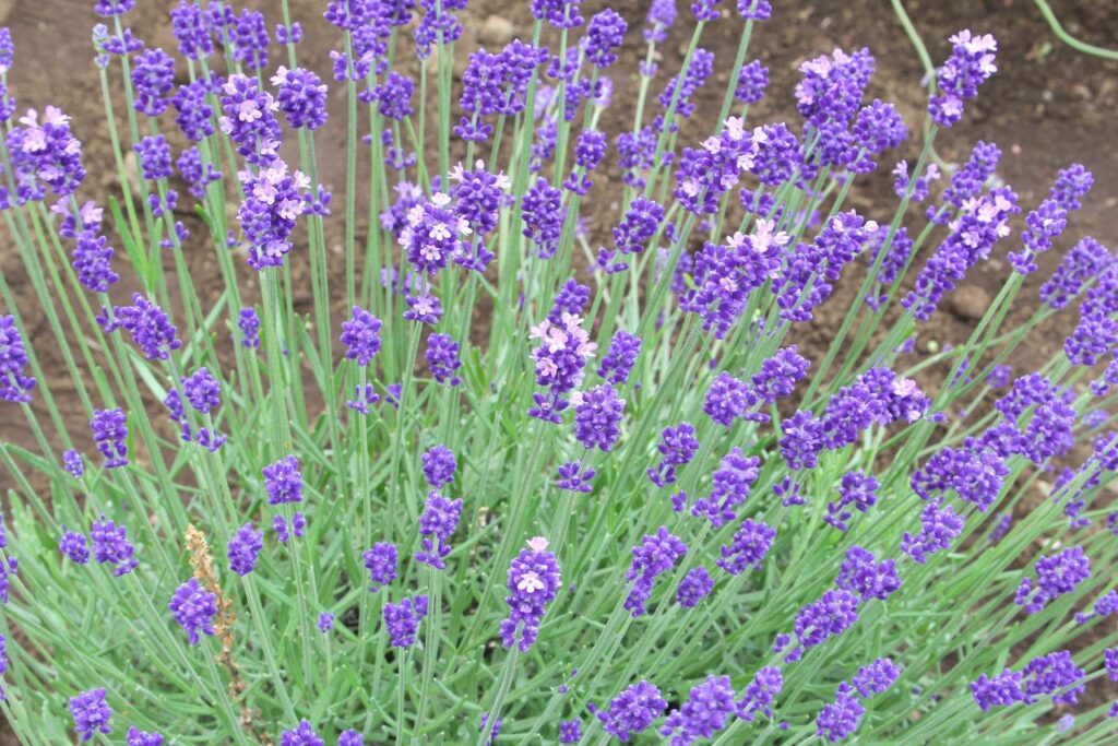 Hidecote Blue-Lavendel