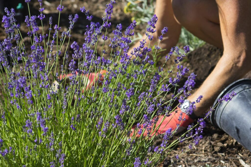Lavendel im Beet