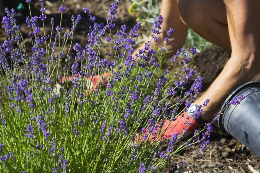 Lavendel pflanzen: Standort, Pflanzabstand & Co - Plantura