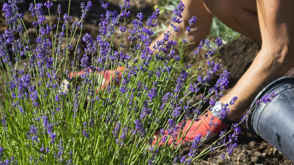 Lavendel pflanzen: Standort, Pflanzabstand & Co - Plantura