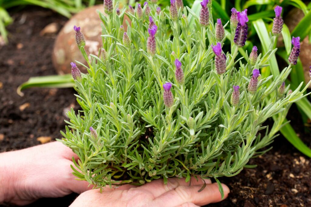 Lavendel wird eingepflanzt