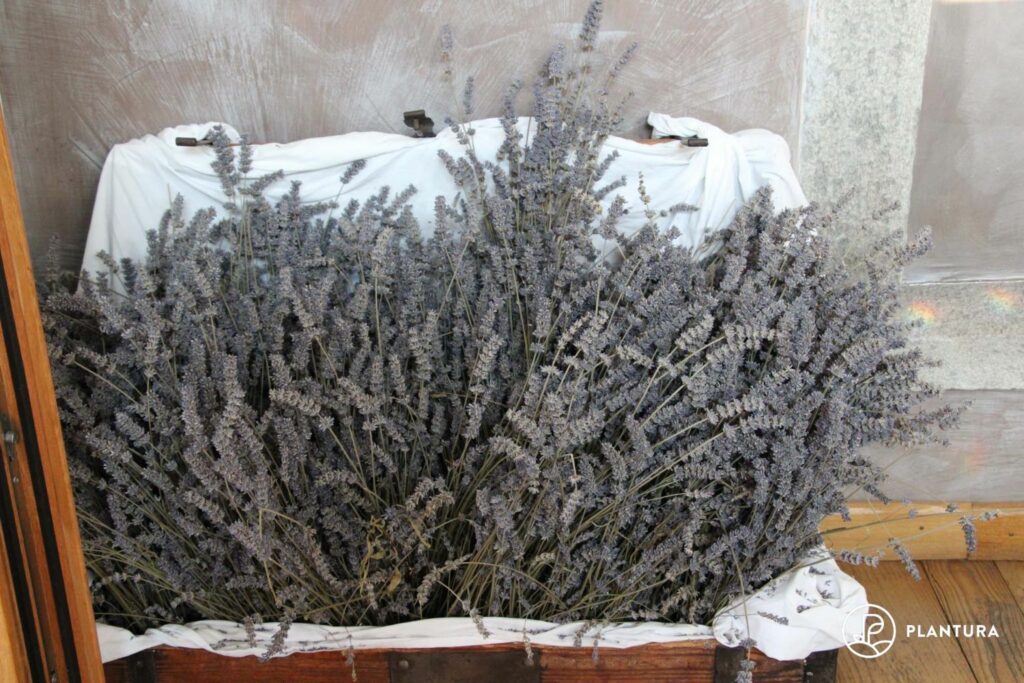 getrockneter Lavendel im Haus