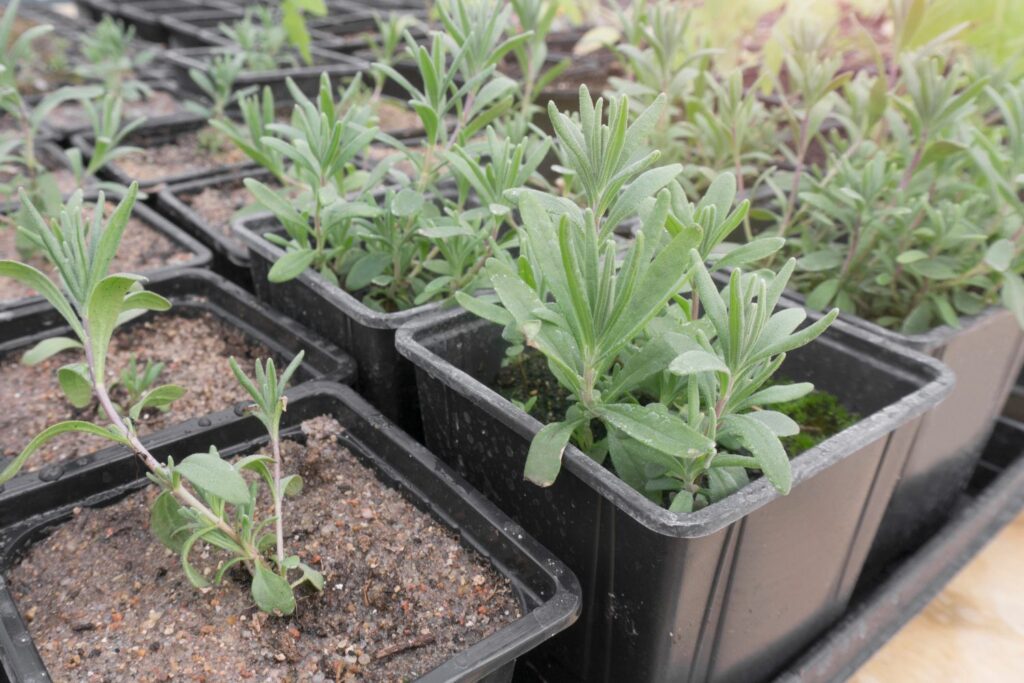 Lavendel im Topf