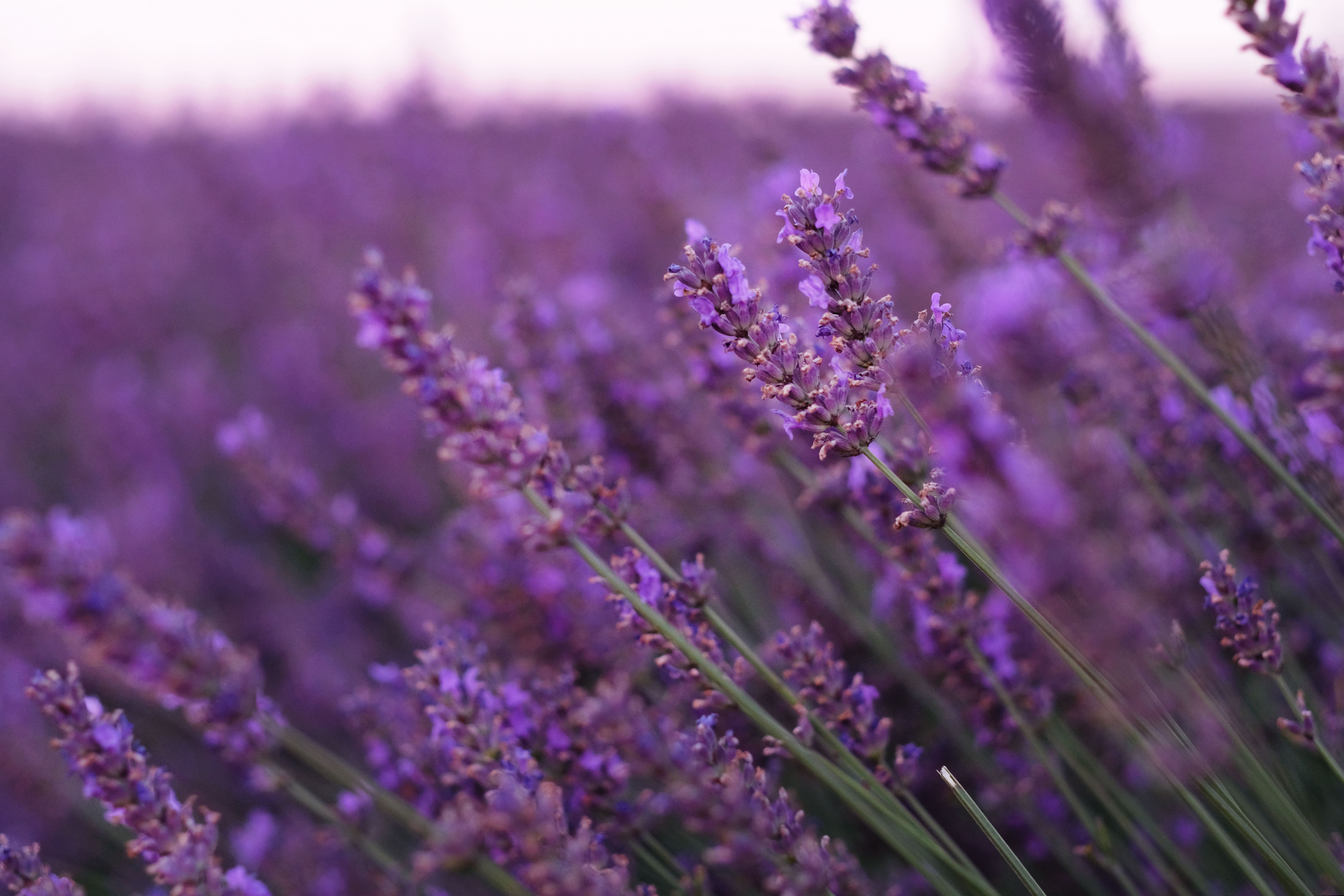 Echter Lavendel Die 25 besten Lavendelsorten Plantura