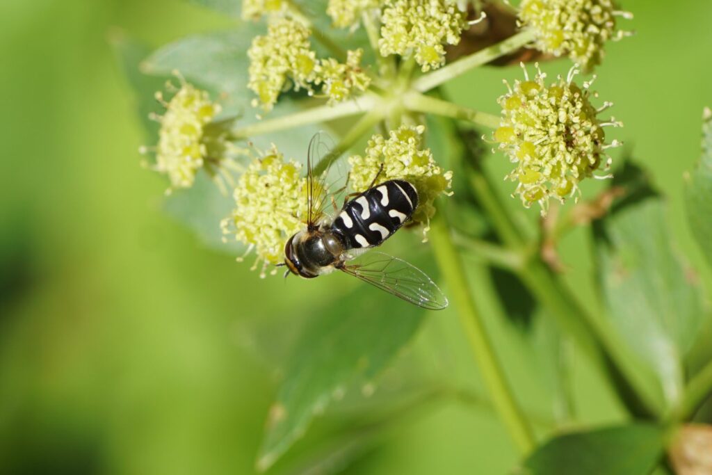 Schwebfliege auf Liebstöckel