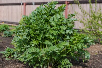 Liebstöckel: Maggikraut aus dem Kräutergarten