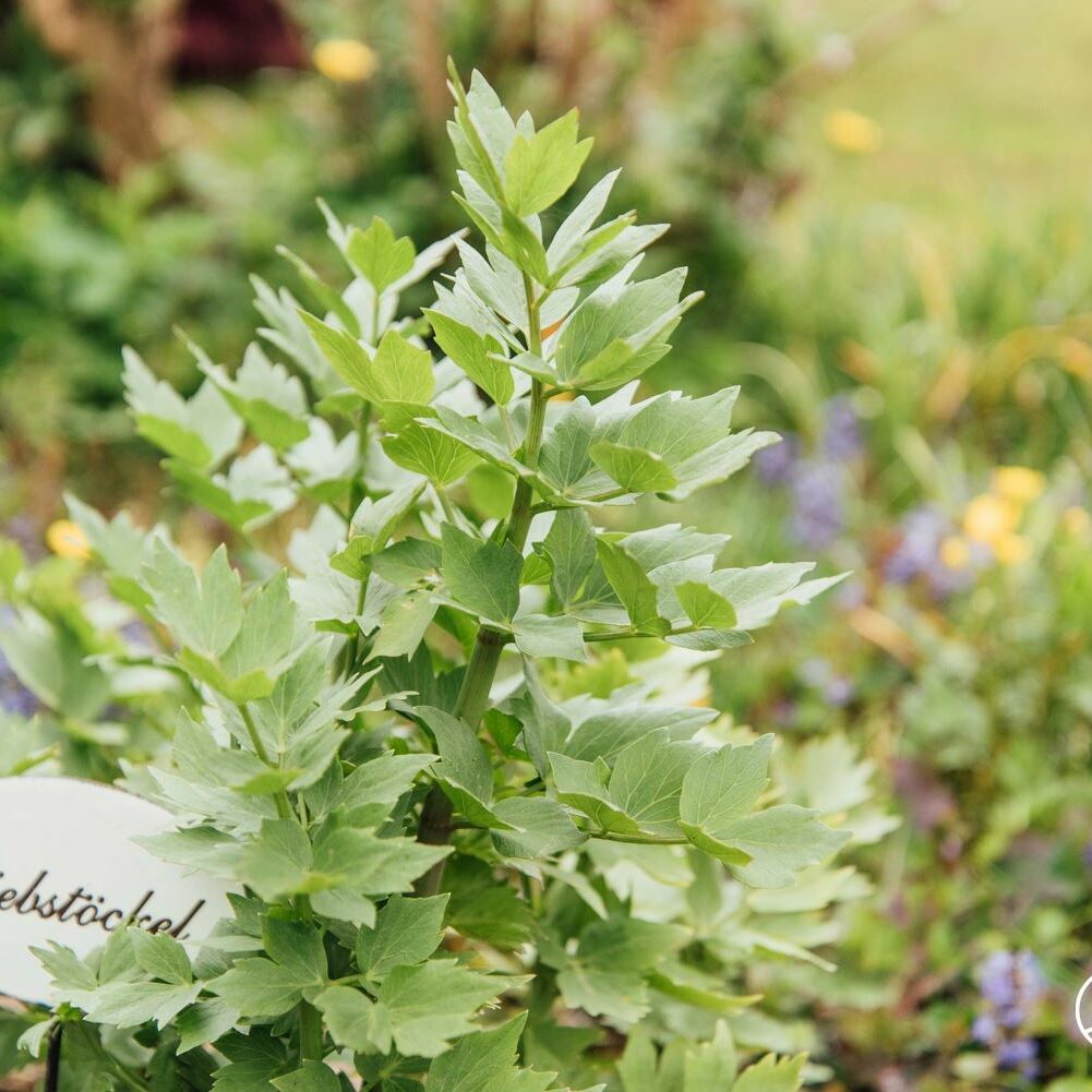 Liebstckel pflanzen: Tipps fr Topf & Beet - Plantura