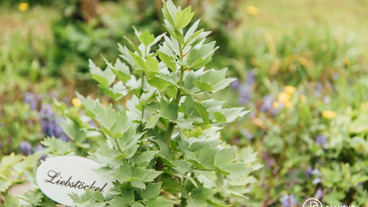 Liebstckel pflanzen: Tipps fr Topf & Beet - Plantura