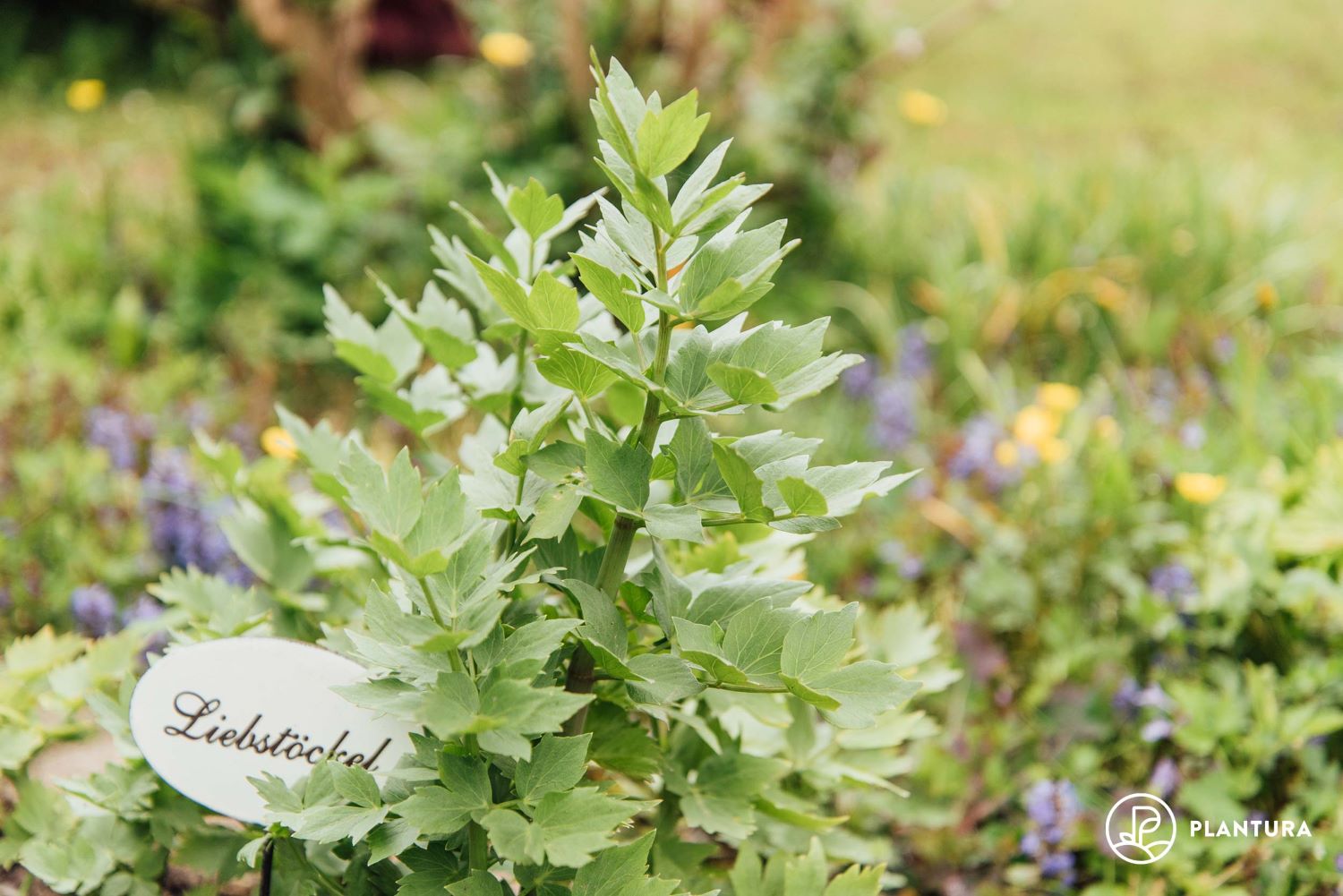 Liebstöckel pflanzen Tipps für Topf & Beet Plantura