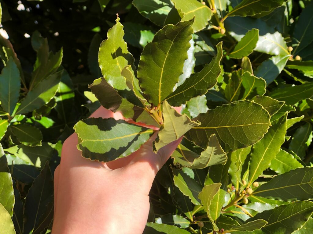 Lorbeerblätter werden von einem Baum gepflückt