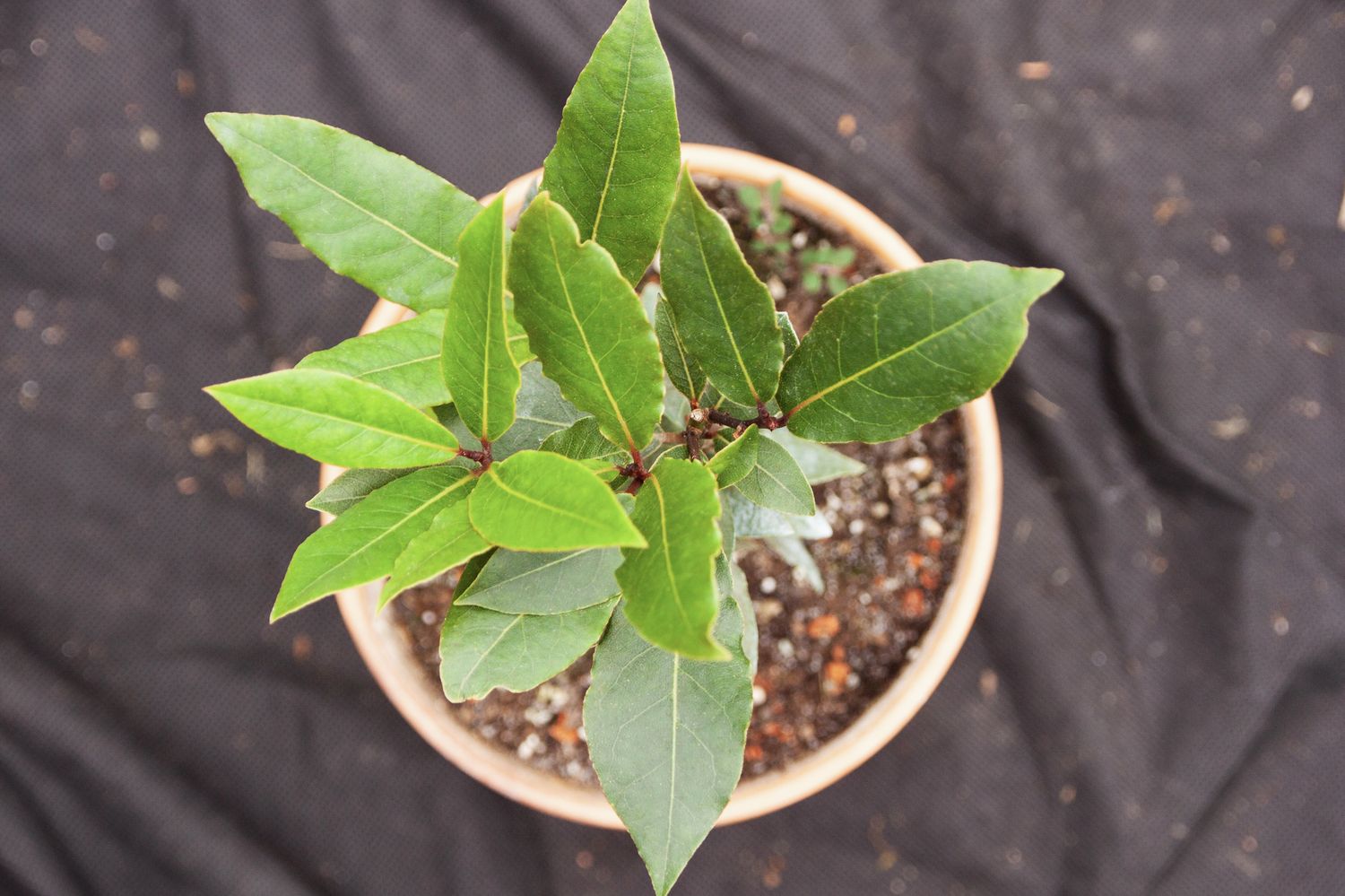 Lorbeer pflegen: Richtig schneiden, überwintern und umtopfen