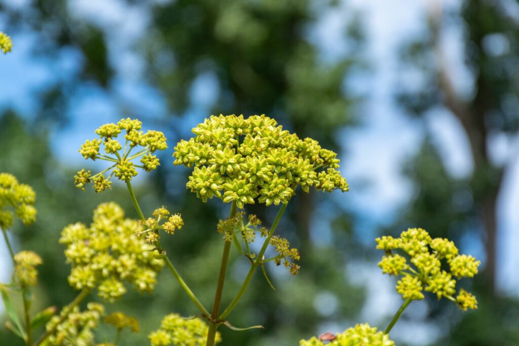 Liebstöckel-Blüte