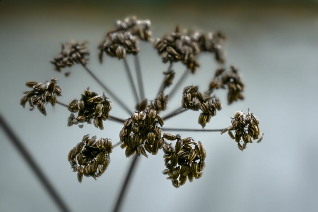 Maggikraut-Samen