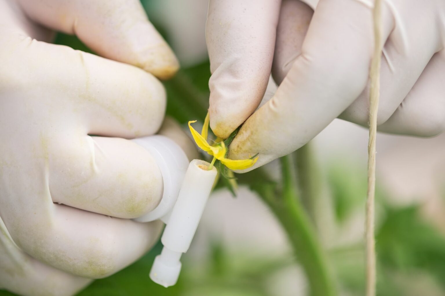 Hybridsaatgut: Fluch oder Segen? - Plantura
