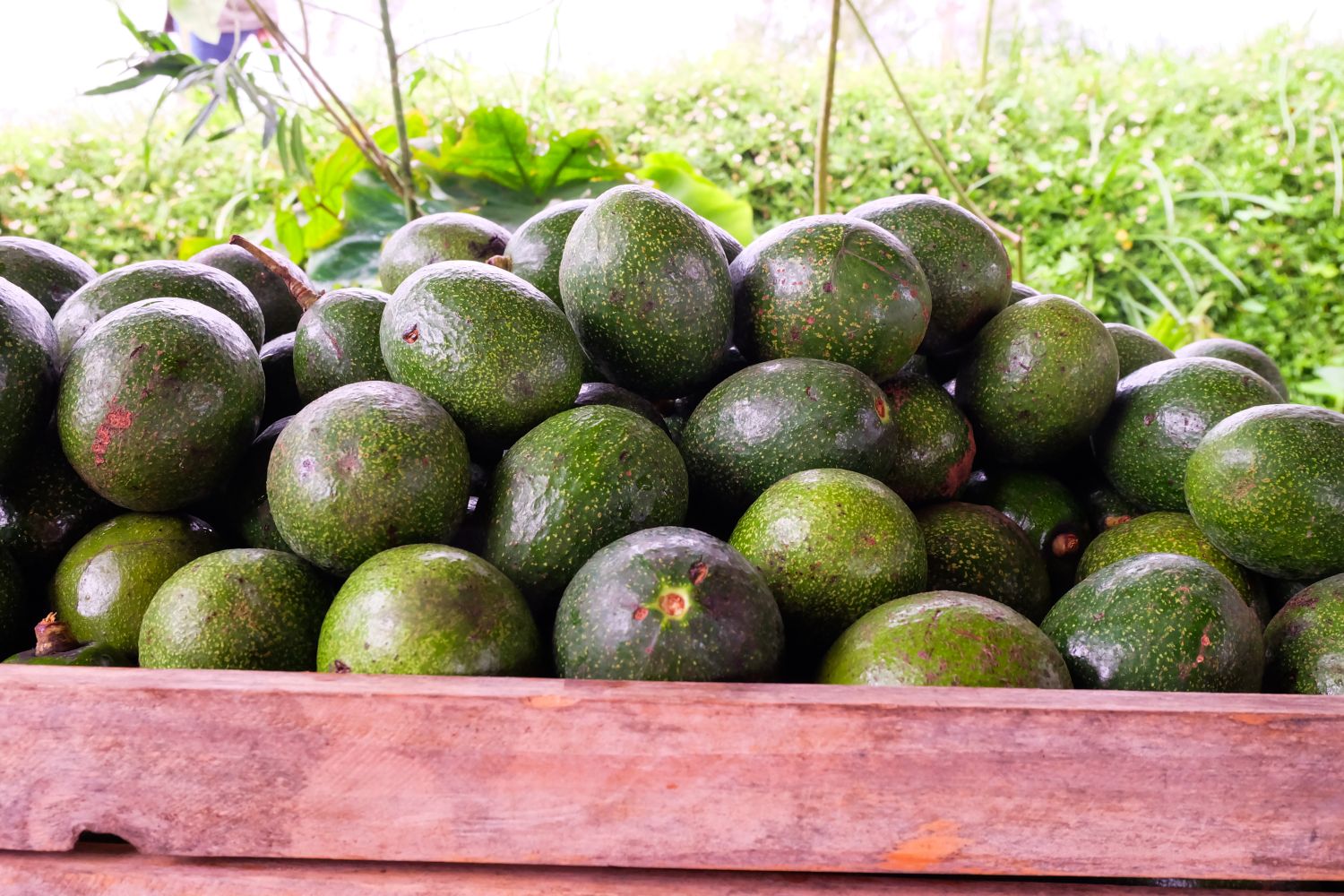Wie nachhaltig sind Avocados wirklich?