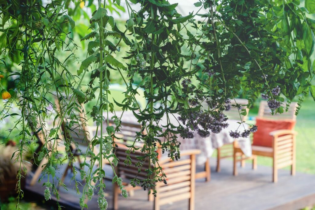 Trocknen des Oregano