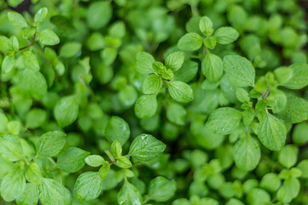 Oregano-Anbau