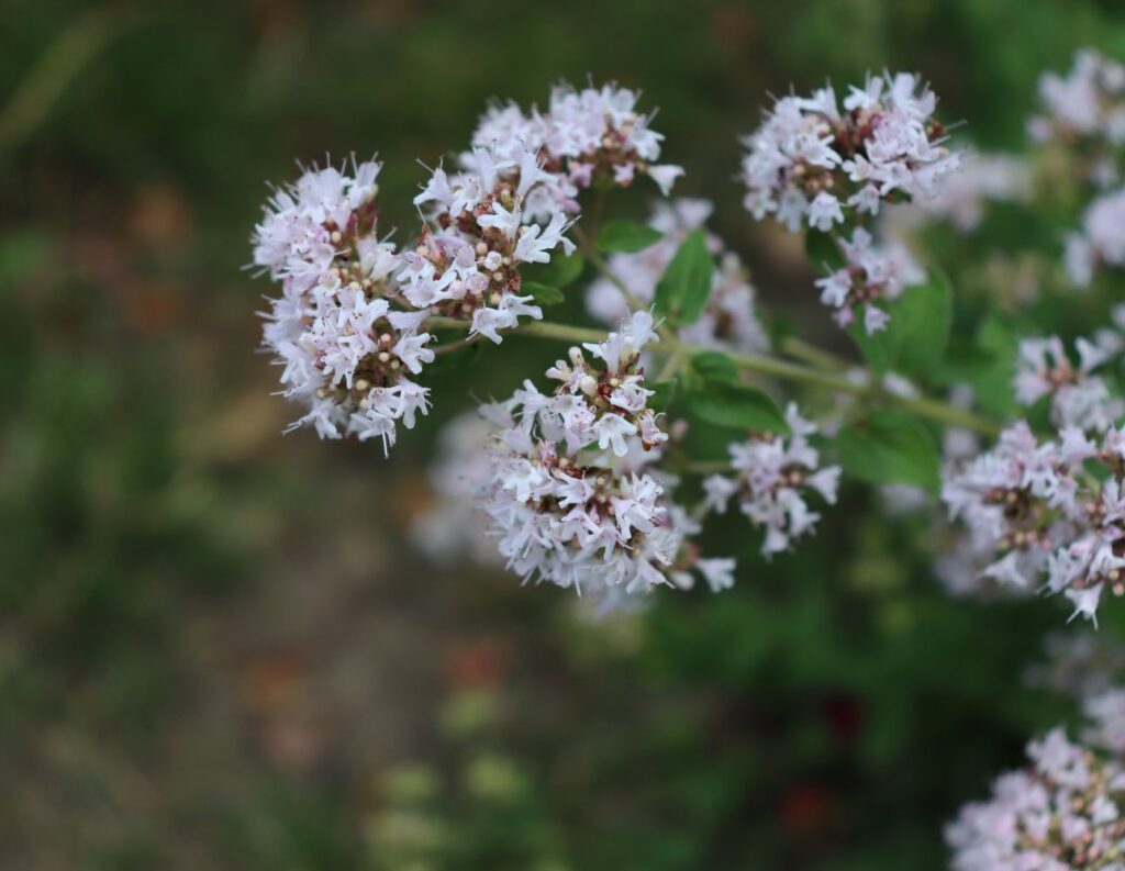 weißer Oregano