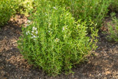 Thymian pflanzen: Standort, Aussaat & gute Nachbarn