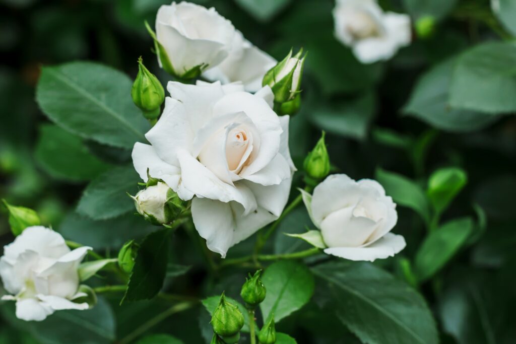 kletternde Teerose