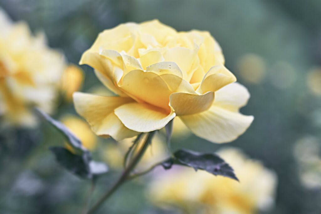 Rose in Pastelfarben