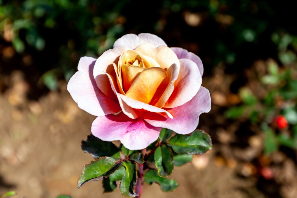 Distant Drums Rose