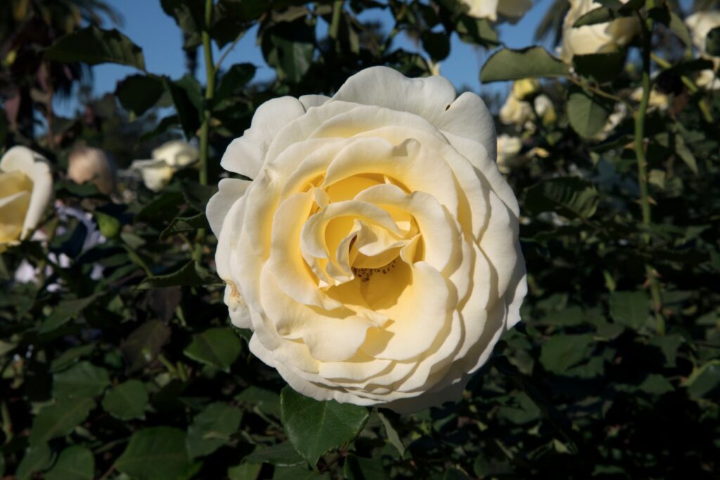 Elina-Rose