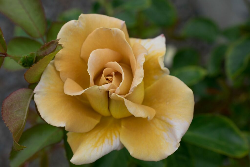 braun-orange Rose