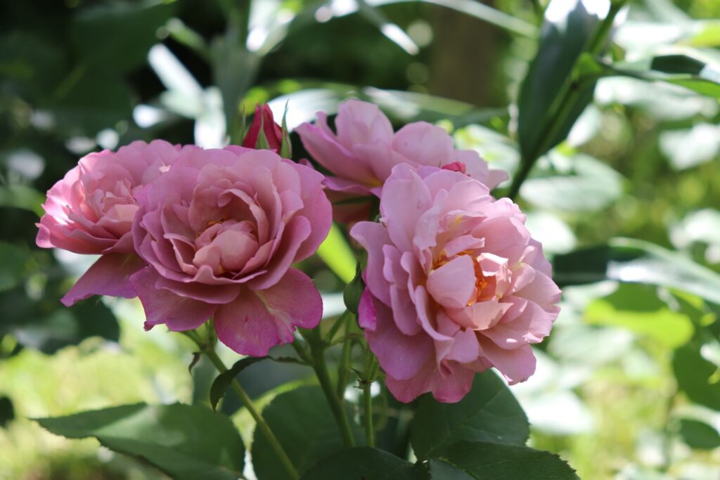 Lavener Pinocchio-Rose