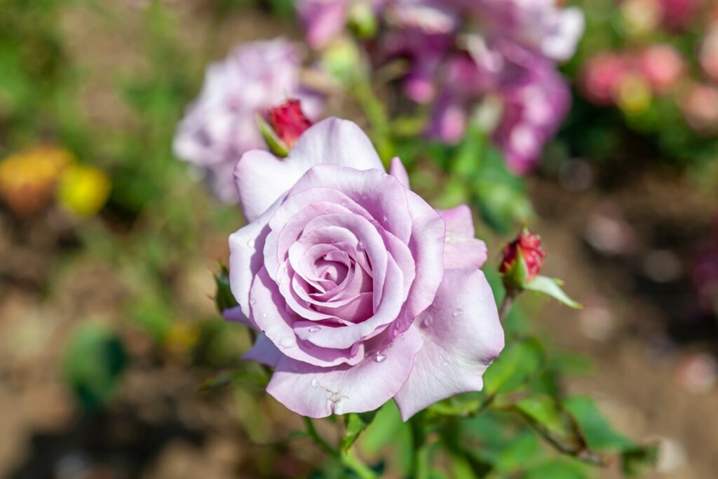 Hybrid Tea Rose Neptune