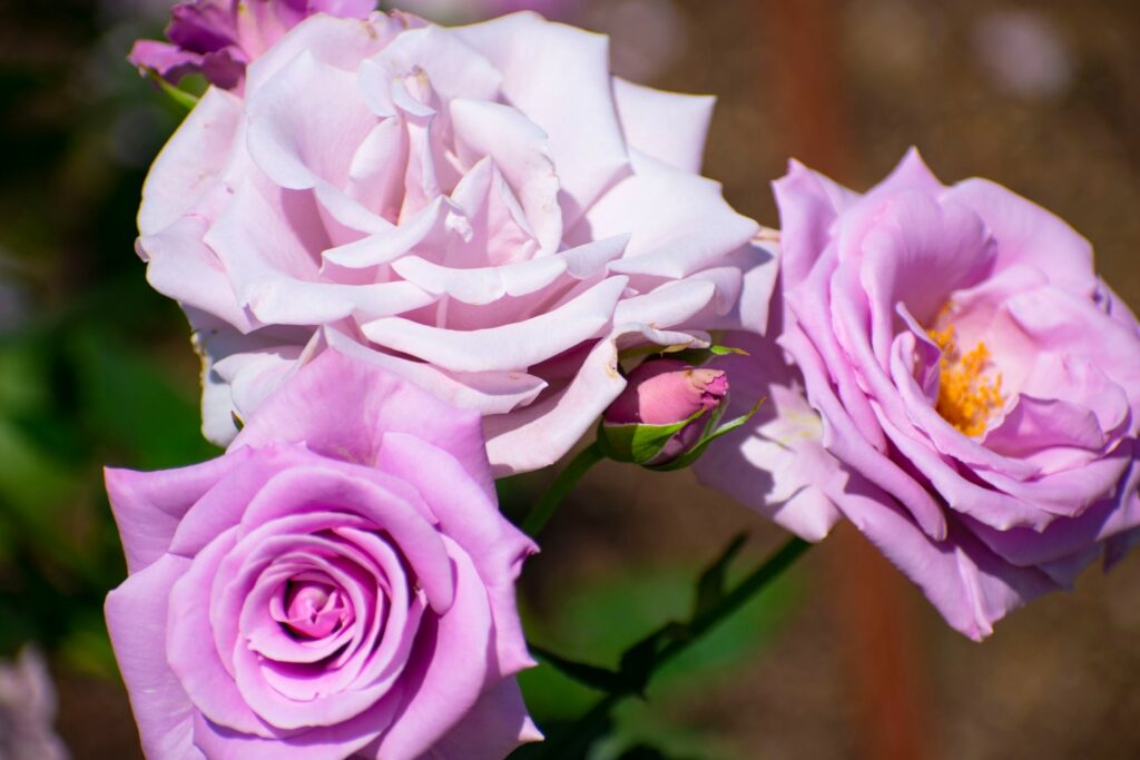 Sterling Silver-Rose