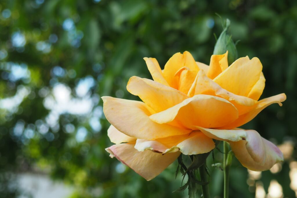 Rose mit orangegoldener Blüte