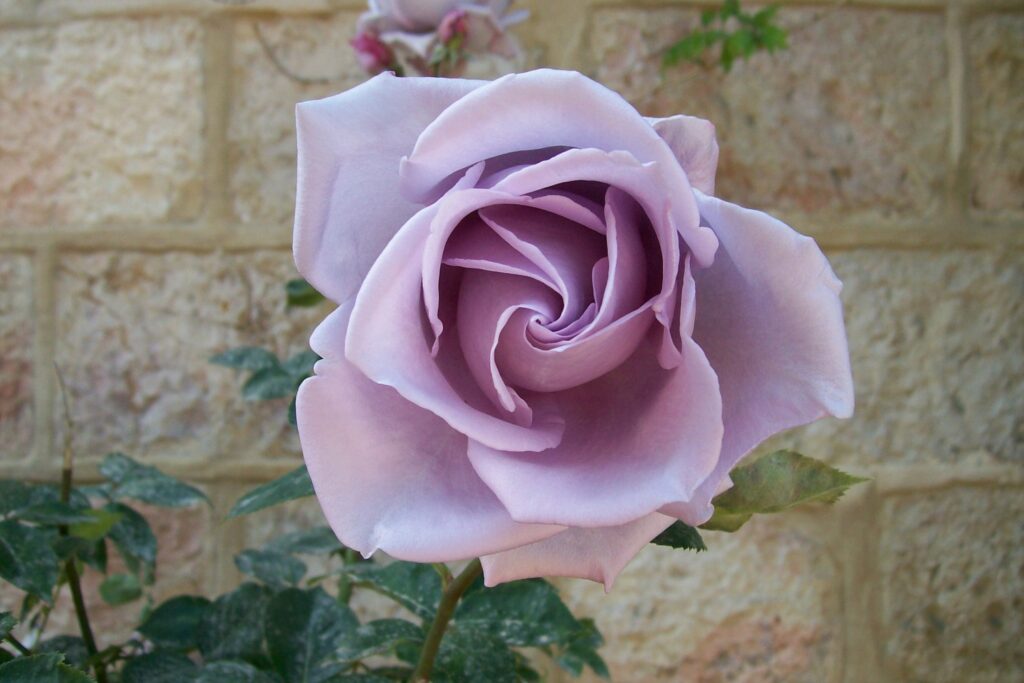morbide Rose