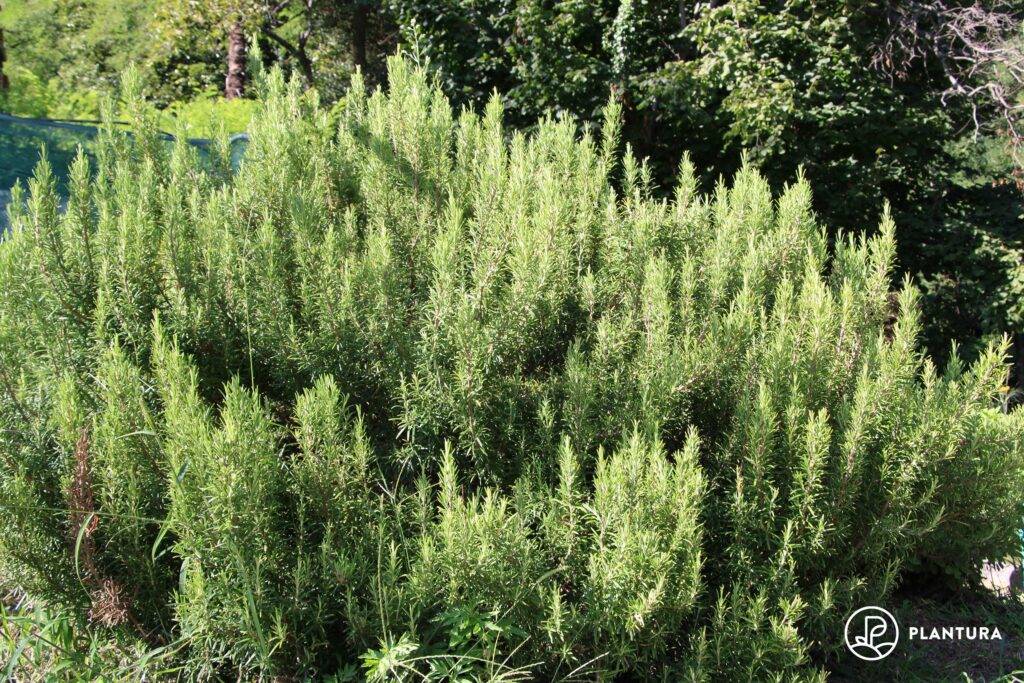 Rosmarin im Garten