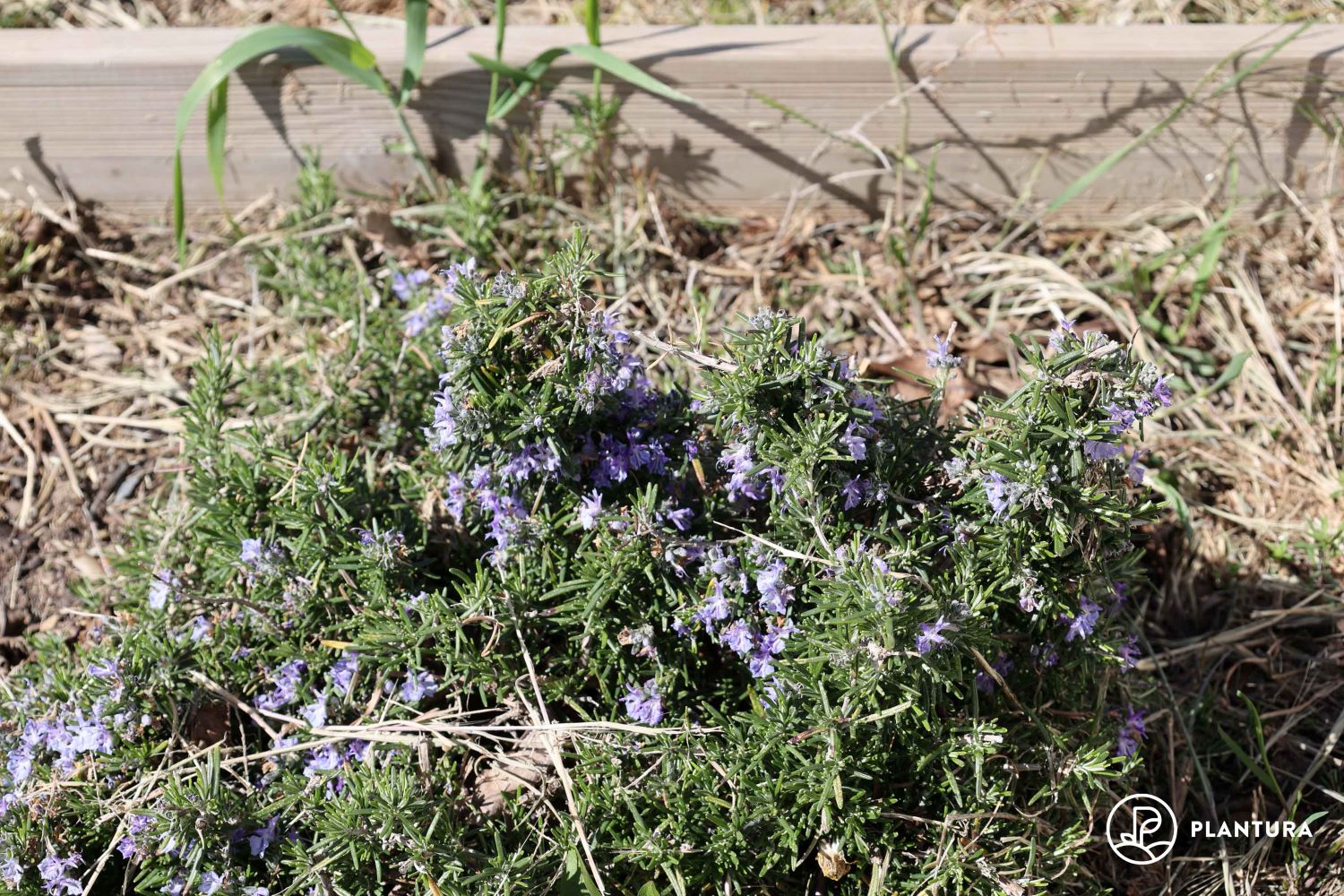 Rosmarin pflegen: Gießen, Umtopfen & häufige Krankheiten