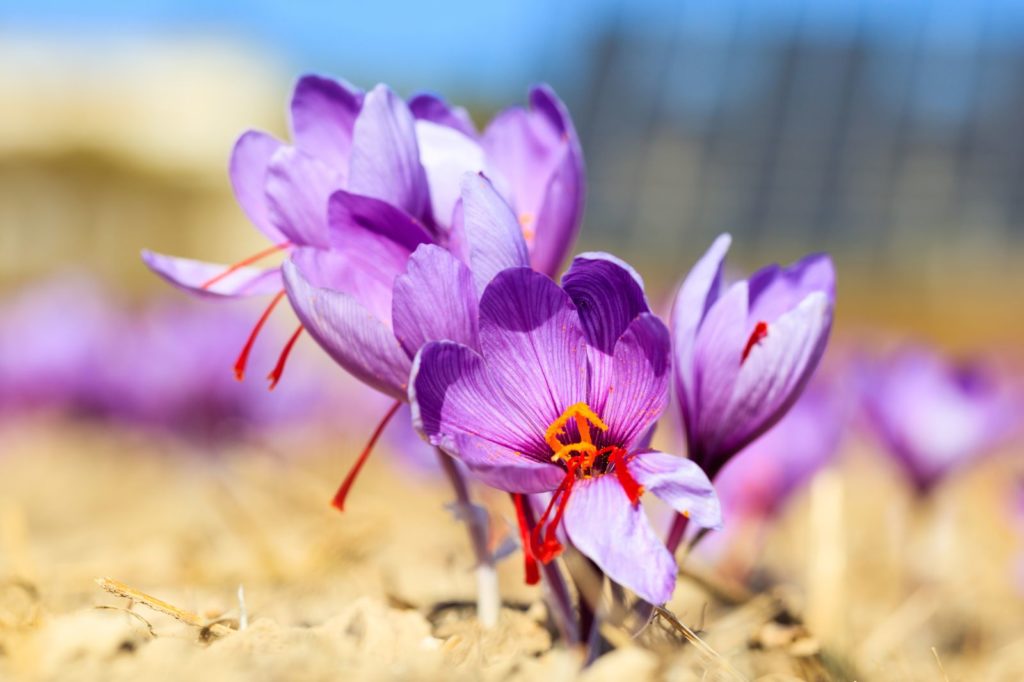 Safran-Blumen an einem sonnigen Standort