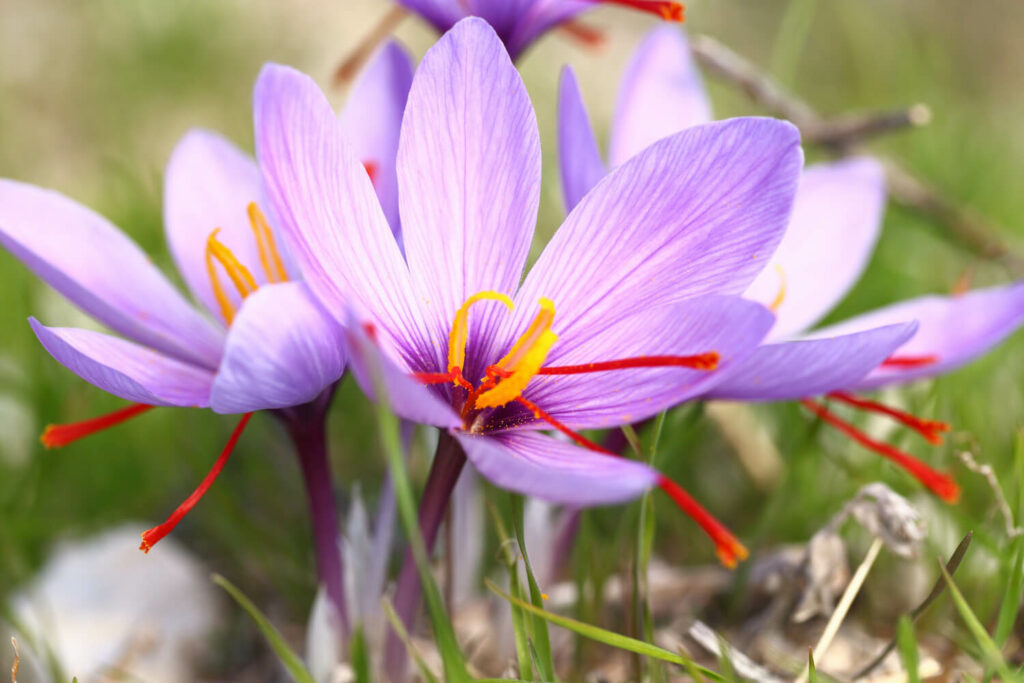 lila Safran-Blüte