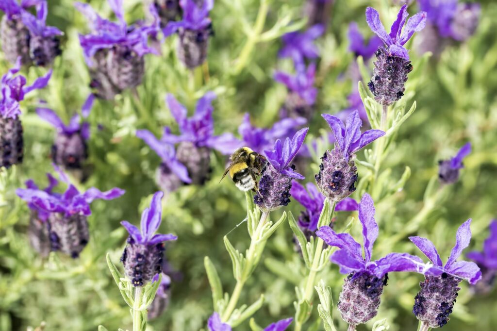 Schopflavendel in Blüte