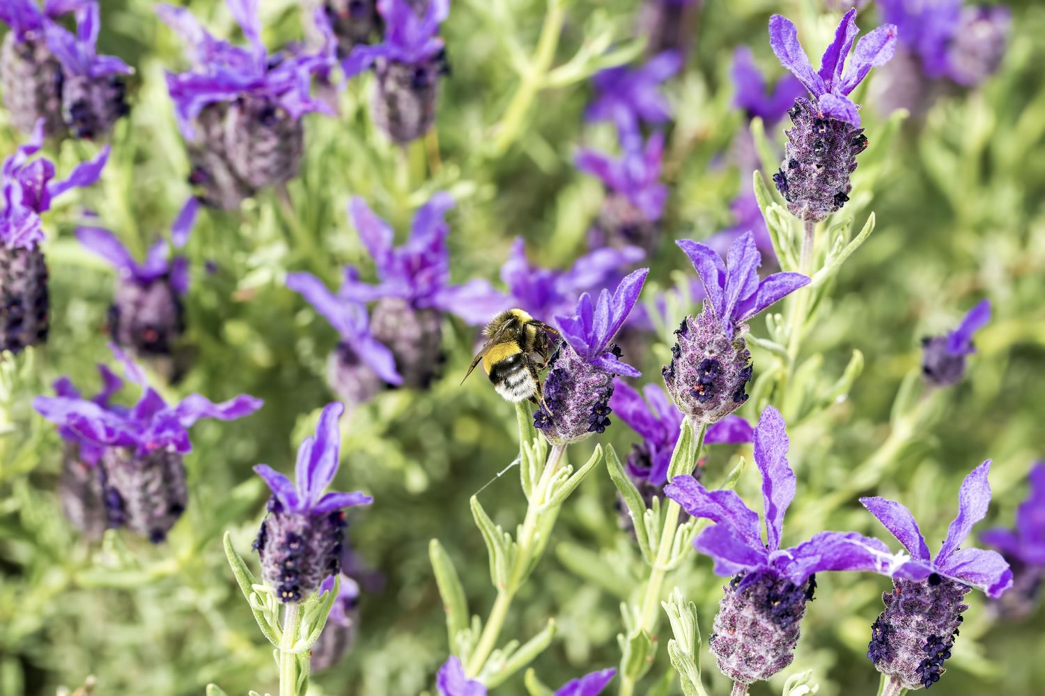 Echter Lavendel: Die 25 besten Lavendelsorten - Plantura