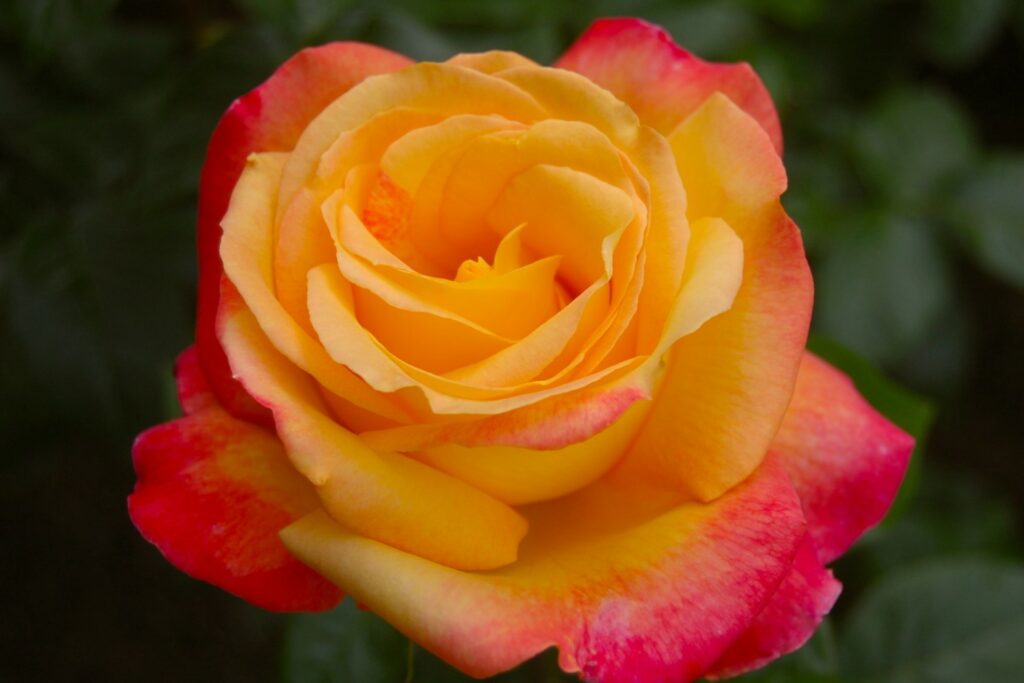 Hybrid Tee Rose Solitaire