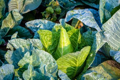 Spitzkohl anbauen: Aussaat, Pflege & Erntezeit