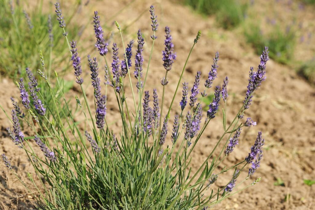 Lavendel in der Natur