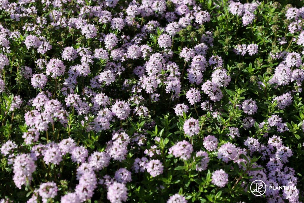 Thymian-Blüte
